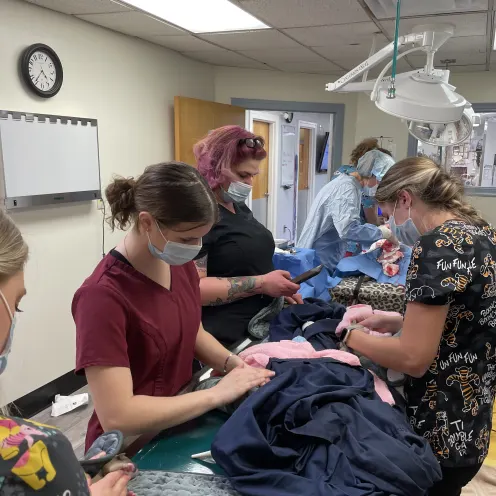 Delivering Puppies at Ferry Farm Animal Clinic